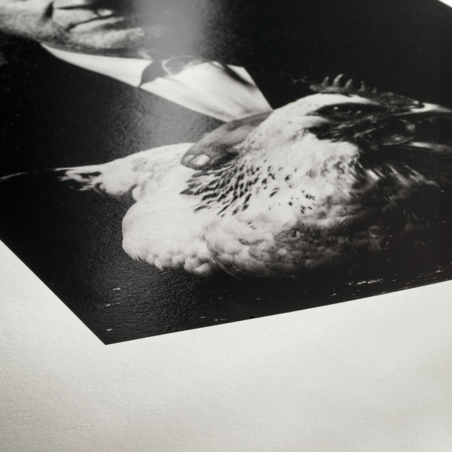 Hahnemühle Photo Rag Baryta